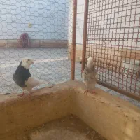 کبوتررنگی