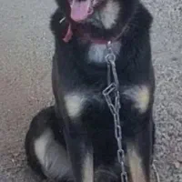 سگ گم شده|سگ|سرپل ذهاب, |دیوار