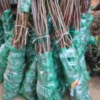 ـ نهـال گردوی فرنور و چندلر|خدمات باغبانی و درختکاری|سنندج, |دیوار