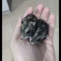 همستر کمپل بامزه و بازیگوش کاملا سالم