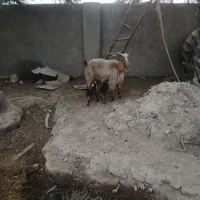 گوسفند