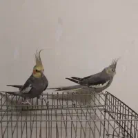 یک جفت عروس هلندی نر ماده|پرنده|باقرشهر, |دیوار