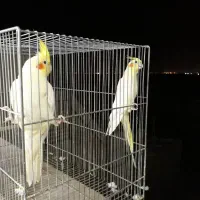 عروس فروشی|پرنده|قم, تعویض پلاک|دیوار