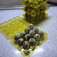 تخم بلدرچین خوراکی|خوردنی و آشامیدنی|شیراز, بازار|دیوار