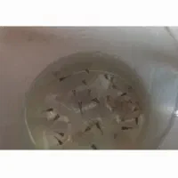 پچه ماهی ۱۷تا