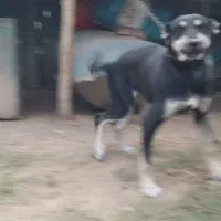 ماده 9ماهه مخصوص نگهبانی بهترین نژاد توله گیری|سگ|کلاله, |دیوار