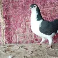 سینه ای خوشرنگ دورگ|پرنده|لنجان, |دیوار