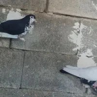 فروش کبوتر رنگی|پرنده|کوهمره, |دیوار