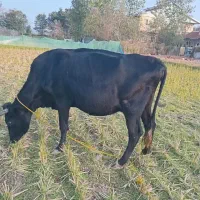 گاو دورگ محلی حامله|حیوانات مزرعه|سنگر, |دیوار