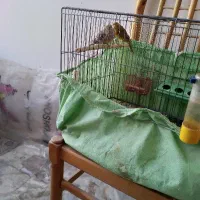 ۲عدد قناری ماده آماده|پرنده|کرج, عظیمیه|دیوار