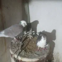 کبوتر نر ماده