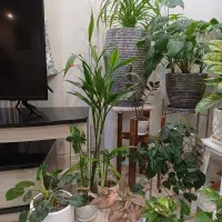 فروش گل های آپارتمانی به دلیل مهاجرت|گل و گیاه طبیعی|تهران, وردآورد|دیوار