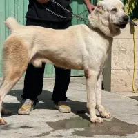 سگ قفقازی غولپیکر اصیل سگ آلابای روس|سگ|کرج, گلشهر|دیوار