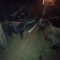 ۱۲رعس گوسفند جوان سر سینه دار|حیوانات مزرعه|طاغنکوه, |دیوار