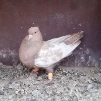 کبوتر سینه و سیاه بهبهانی|پرنده|مرودشت, کناره|دیوار