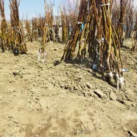گردو چندلر و فرنور مناسب گلستان باردهی تضمینی