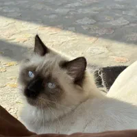 گربه هیمالین|گربه|مشهد, نیزه|دیوار