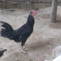 خروس گلین