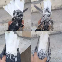 کفتر دم سفید سرور