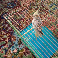 عروس هلندی سالم وسرحال .قیمت۹۵۰۰۰۰تومن|پرنده|قرچک, میرزائی شمالی|دیوار