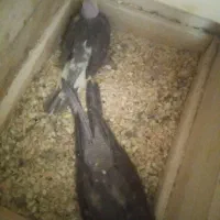 جفت عروس هلندی با جوجه|پرنده|مرودشت, ثبت احوال|دیوار