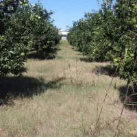 فروش فوری باغ