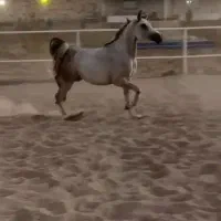 مادیان ۲سر|اسب و تجهیزات اسب‌سواری|قرچک, صالح آباد|دیوار