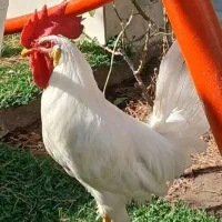 خروس