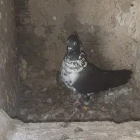 کبوتر قاره ای.سوسگی|پرنده|اردبیل, |دیوار