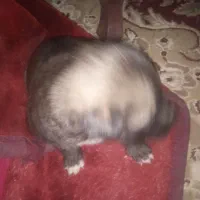 پاکوتاه|سگ|جیرفت, |دیوار