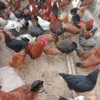 خورس محلی