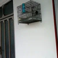 سهره و کبوتر