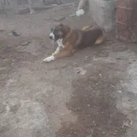 این سگ گم شوده هر کس دیده بیاره