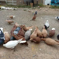 کبوتر رنگه