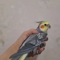 فروش عروسهای هلندی|پرنده|اردبیل, |دیوار