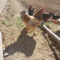 خروس ۱۸۰۰|حیوانات مزرعه|صالح آباد, |دیوار