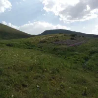 سیب بادریز روی درخت و زمین خریدارم