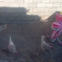چهار عدد مرغ تخم گذار