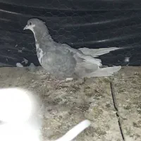 کفتر|پرنده|کاشمر, |دیوار