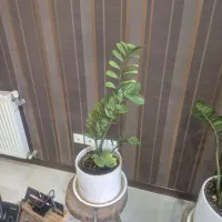 گلدان با گل طبیعی