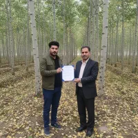 نـهال صنــوبر مرغوب تحویل فوری و تضمین رشد