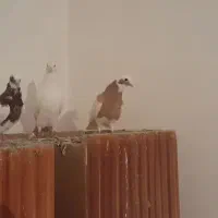 یک جفت فره طوقی و یدونه سفید|پرنده|بناب, |دیوار