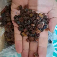 کشمش ابهر عالی