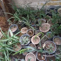 گل وگلدان|گل و گیاه طبیعی|کرمان, |دیوار