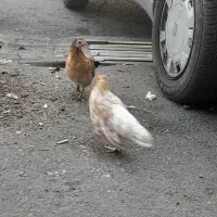 مرغ و خروس|حیوانات مزرعه|تهران, استقلال|دیوار