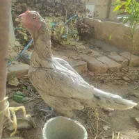 مرغ لاری|حیوانات مزرعه|شیراز, شهرک مهدیه|دیوار