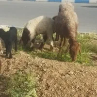 فروش میش دوقول