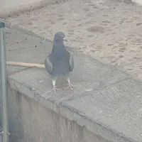 جوجه تازه دونخورشده|پرنده|خمینیشهر, |دیوار