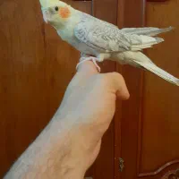 عروس هلندی بالغ ۱۱۰۰