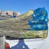گردو وتمام ارقام درخت